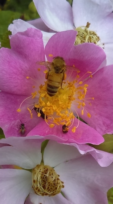 Native rose with a bee mimic (a fly), a small sweat bee, and pollinator wasps